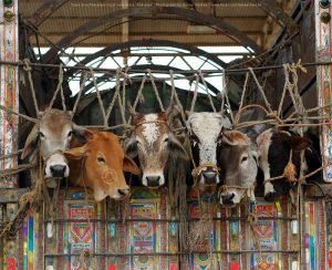 Rethinking Meat: Animal Welfare, Climate Goals, and the Future of Cultivated Meat